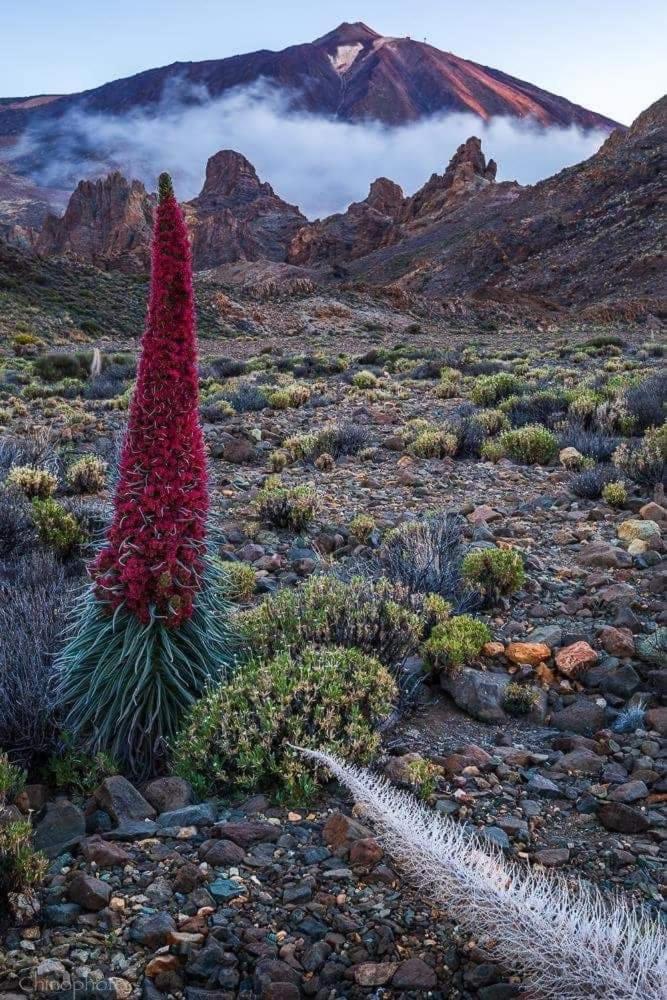 La Casita Ma Petite Folie Tenerife サンタクルスデテネリフェ エクステリア 写真